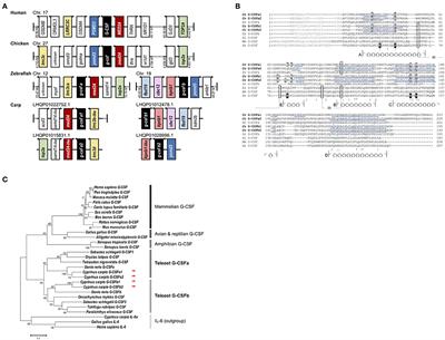 Paralogs of Common Carp Granulocyte Colony-Stimulating Factor (G-CSF) Have Different Functions Regarding Development, Trafficking and Activation of Neutrophils